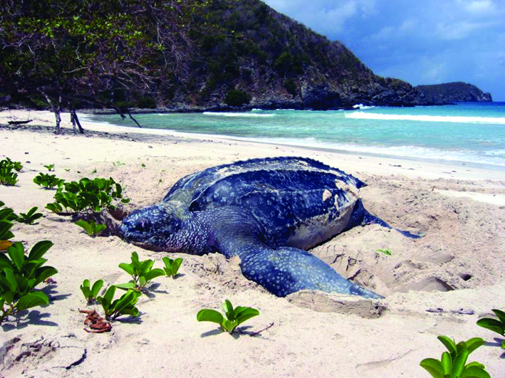 Leatherback turtle in British Virgin Islands (Shannon Gore)